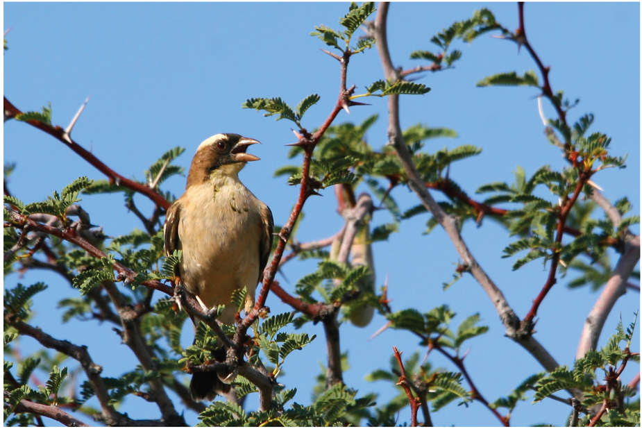 bird photo