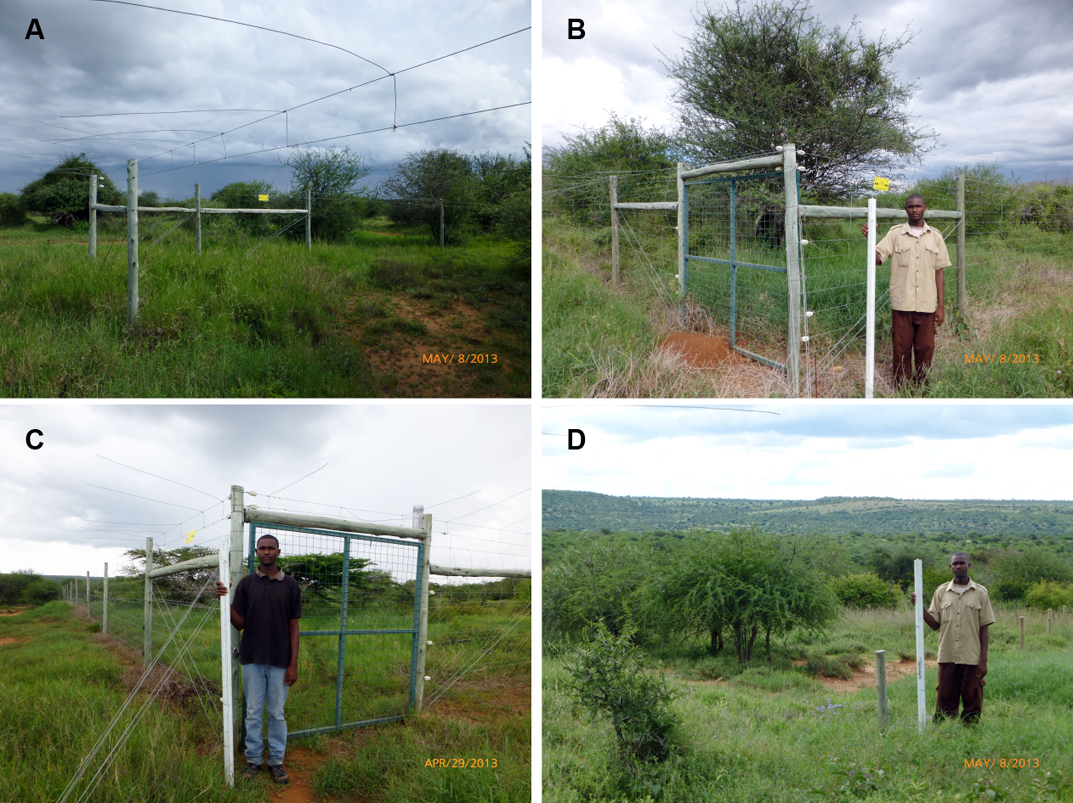 Pictures of 4 experimental treatments. (A) Megaherbivore fences consist of two parallel wires starting 2-m above ground level. (B) Mesoherbivore fences consist of 11 parallel wires starting ~0.3 m above ground level and continuing to 2.4-m above ground level. (C) Total-exclusion fences consist of 14 wires up to 2.4-m above ground level, with a 1-m high chain-link barrier at ground level. (D) Open control plots are unfenced, with boundaries demarcated by short wooden posts at 10-m intervals.