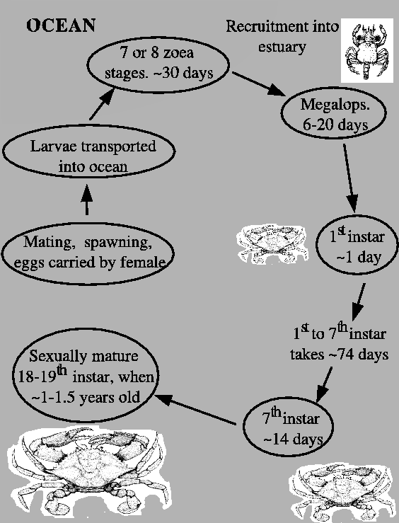 \begin{figure}\begin{center}\epsfig{file=drawings/lifecyclelin.eps, width=5in}\end{center}\end{figure}