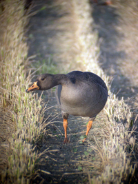 White-fronted Goose