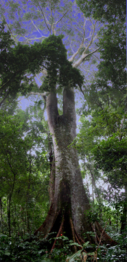 Ficus boliviana